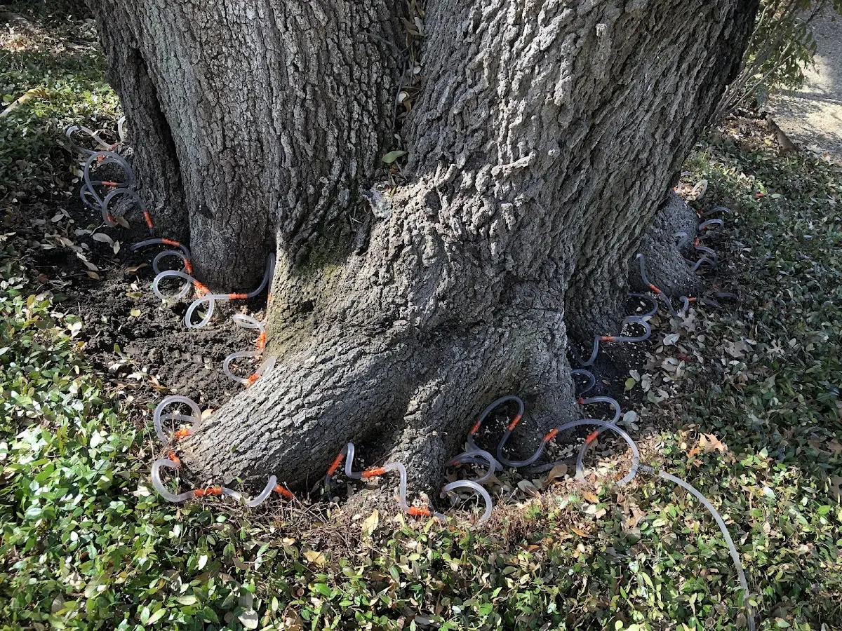 Detailed Tree Cabling and Bracing job site in Wadmalaw Island