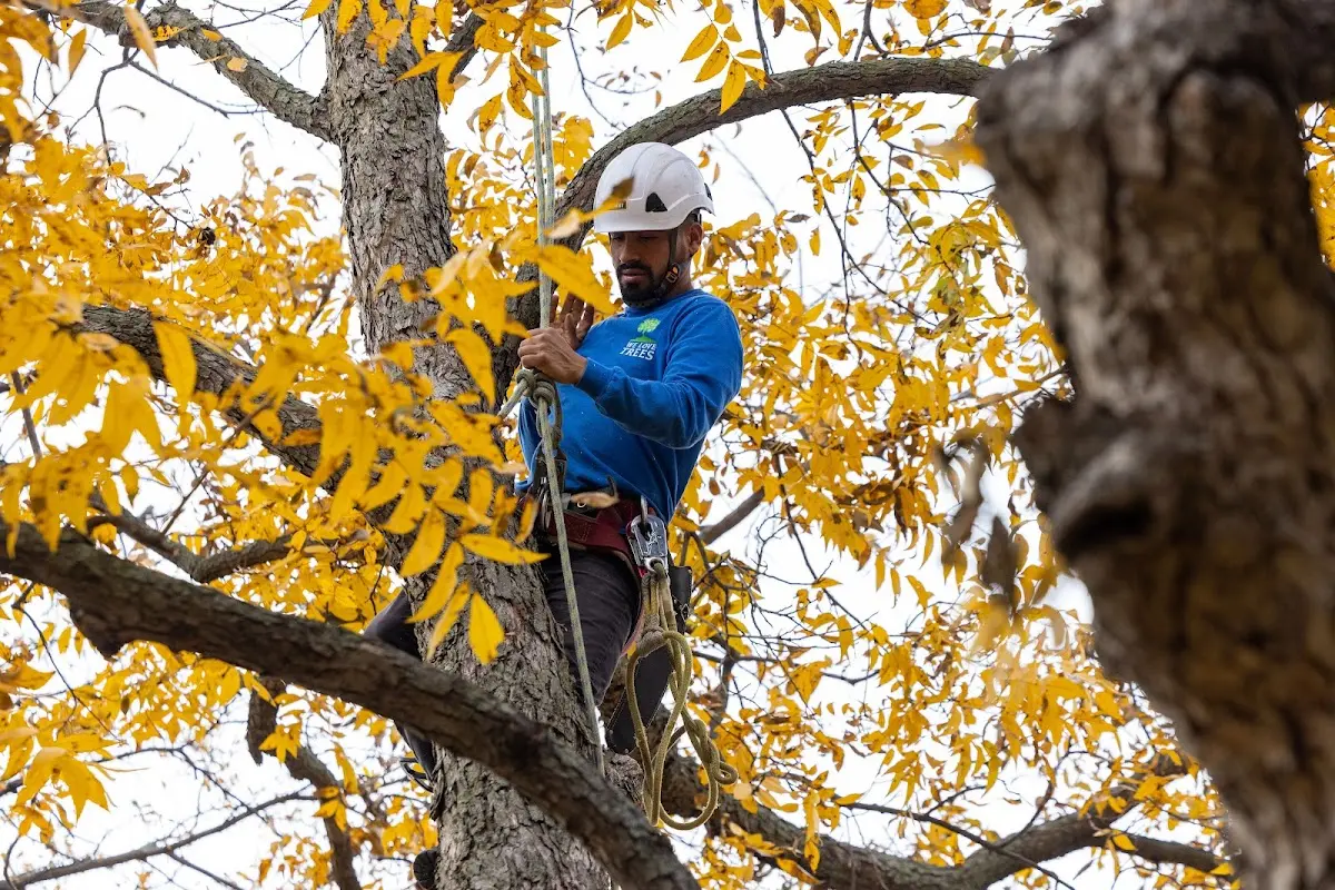 Skilled Tree Pruning crew working in Wadmalaw Island