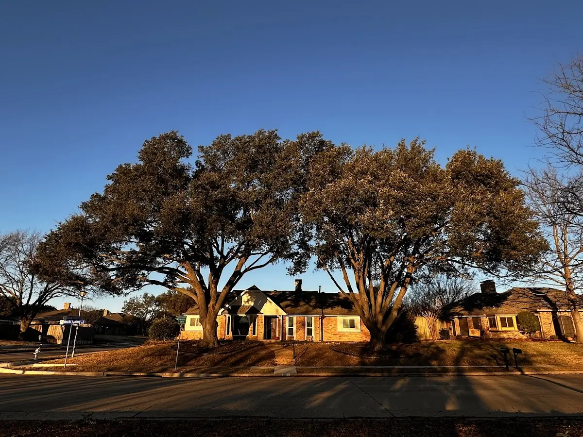 Established residential canopy tree shading a home in Wadmalaw Island